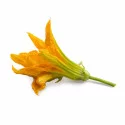 Zucchini flower Lingot