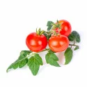 Cherry tomato Lingot