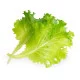 Organic Butterhead lettuce Lingot®