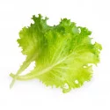 Butterhead lettuce Lingot®