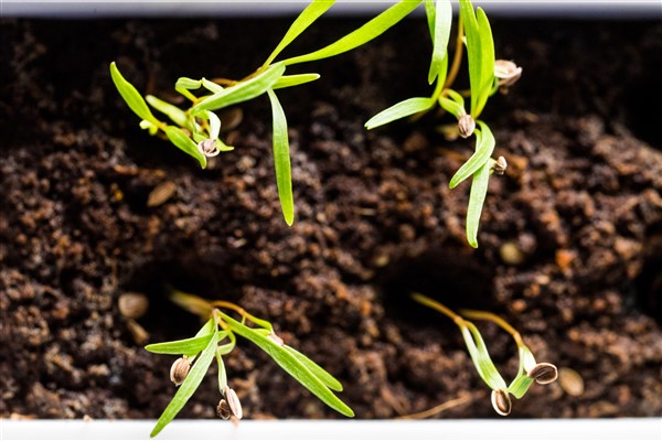 Lingot® germination Guarantee with Véritable®